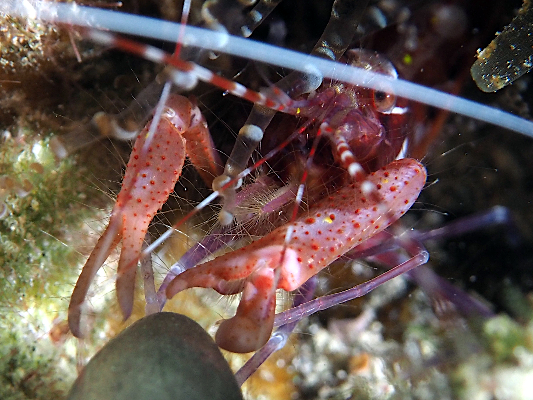 Red Snapping Shrimp - Alpheus armatus