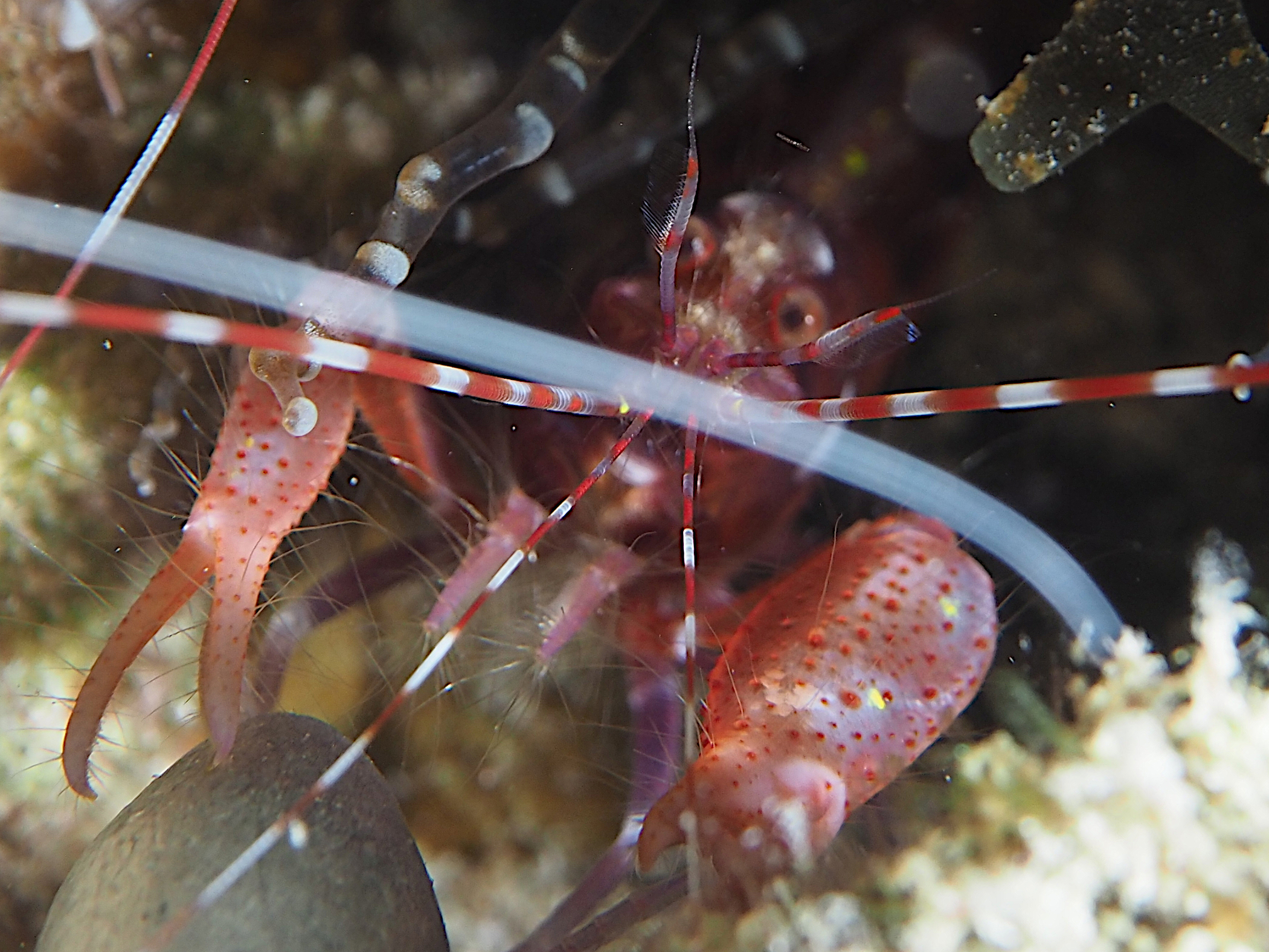 Red Snapping Shrimp - Alpheus armatus