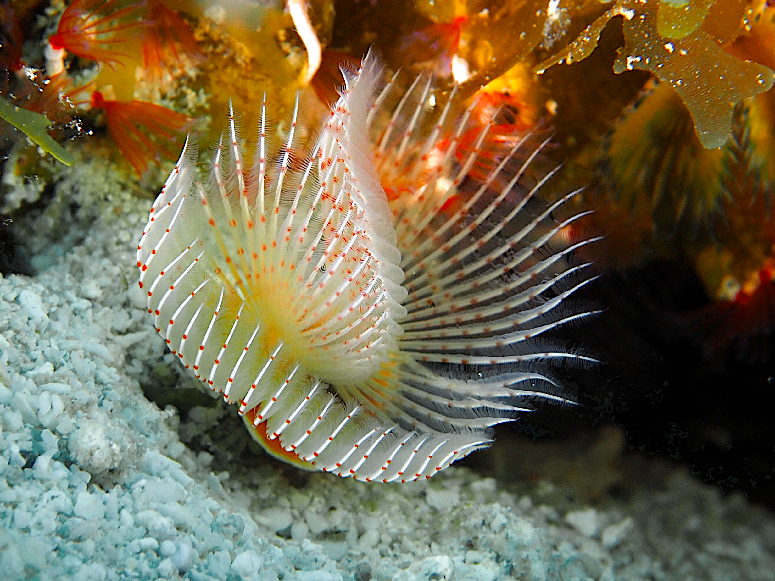 Red-Spotted Horseshoe Worm - Protula sp.