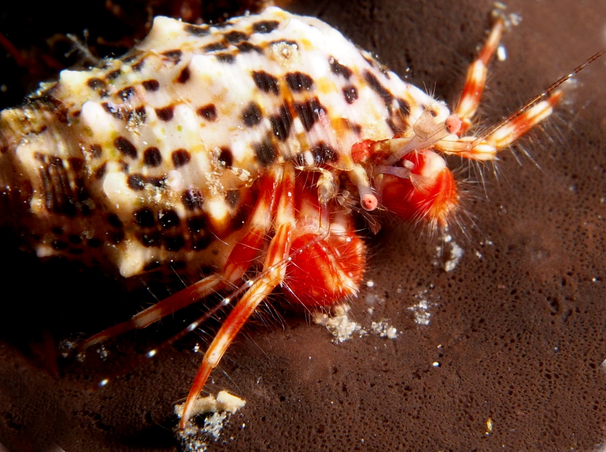 Red-Stripe Hermit Crab - Phimochirus holthuisi