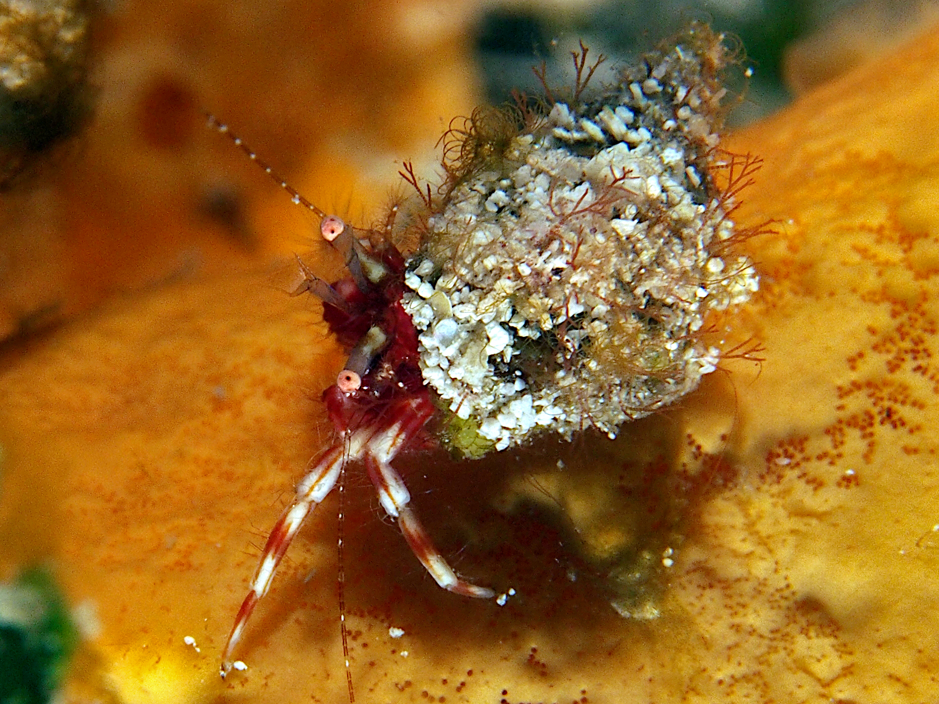 Red-Stripe Hermit Crab - Phimochirus holthuisi