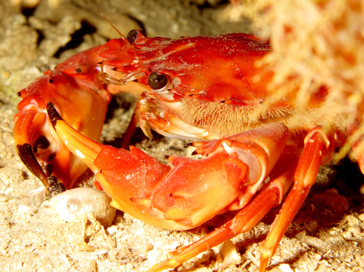 Red Swimming Crab - Charybdis paucidentata - Lanai, Hawaii