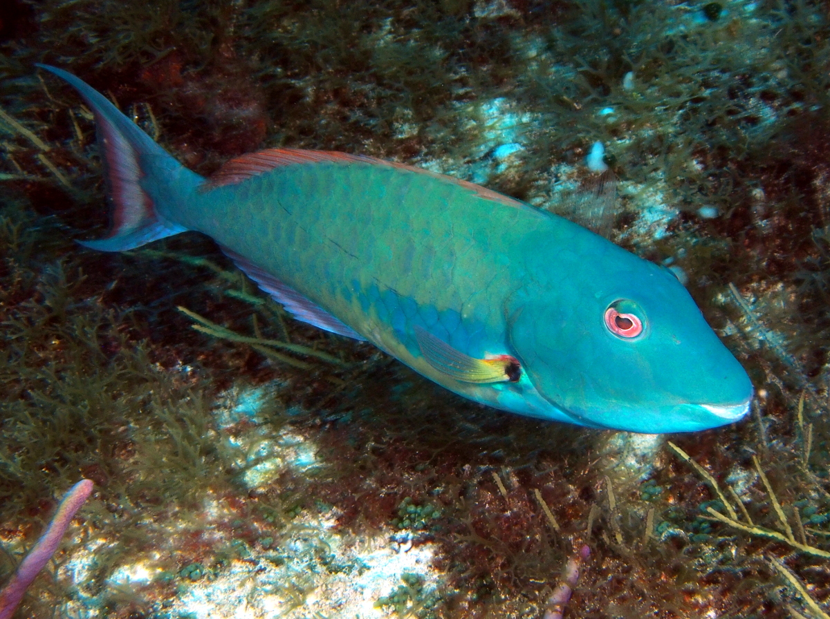 Redtail Parrotfish - Sparisoma chrysopterum