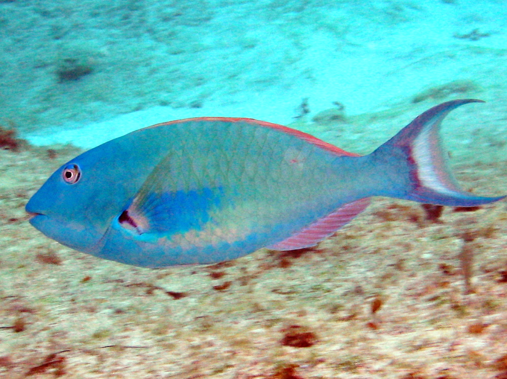 Redtail Parrotfish - Sparisoma chrysopterum
