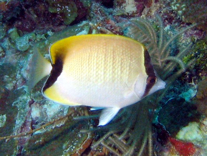 Reef Butterflyfish - Chaetodon sedentarius