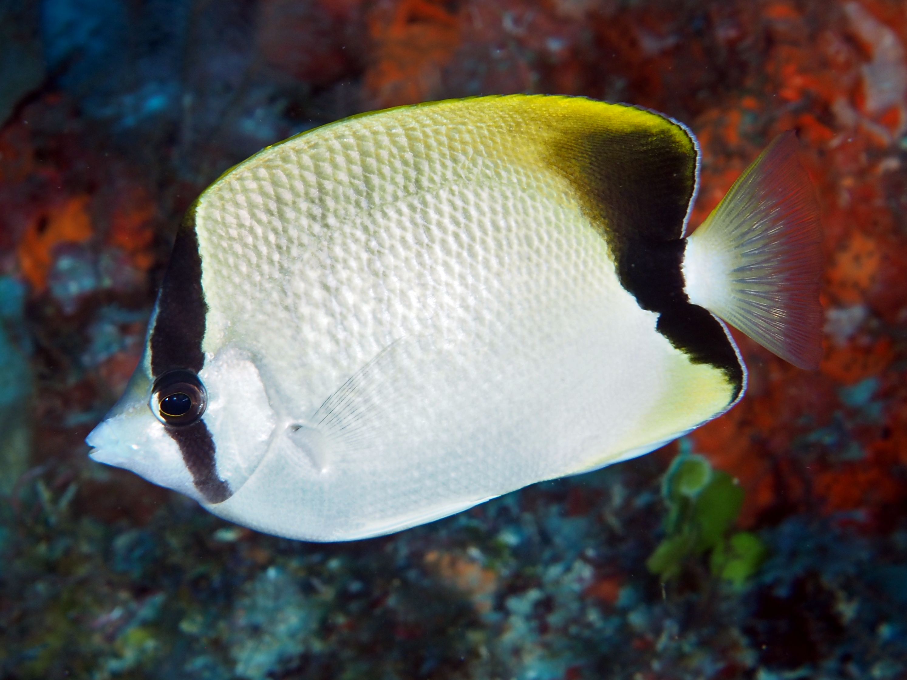 Reef Butterflyfish Chaetodon Sedentarius Palm Beach Florida 