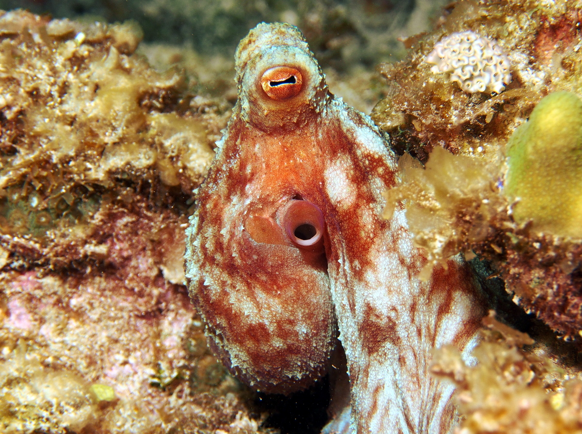 Caribbean Reef Octopus - Octopus briareus