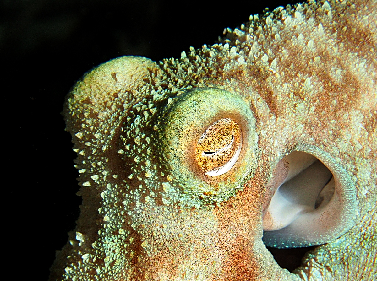 Caribbean Reef Octopus - Octopus briareus