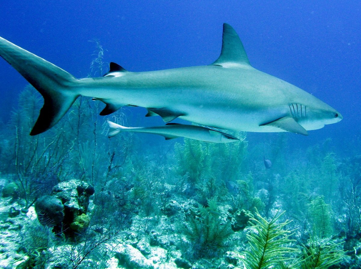 Caribbean Reef Shark - Carcharhinus perezii