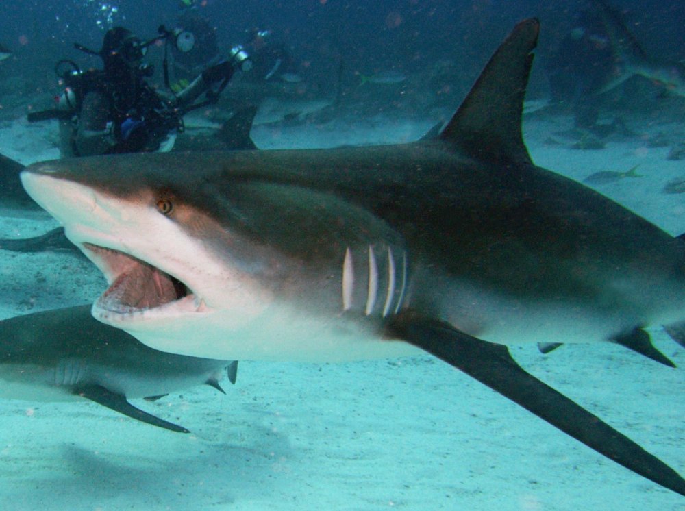 Caribbean Reef Shark - Carcharhinus perezii