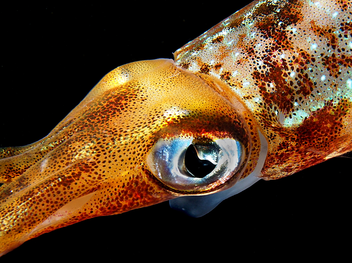 Caribbean Reef Squid - Sepioteuthis sepioidea