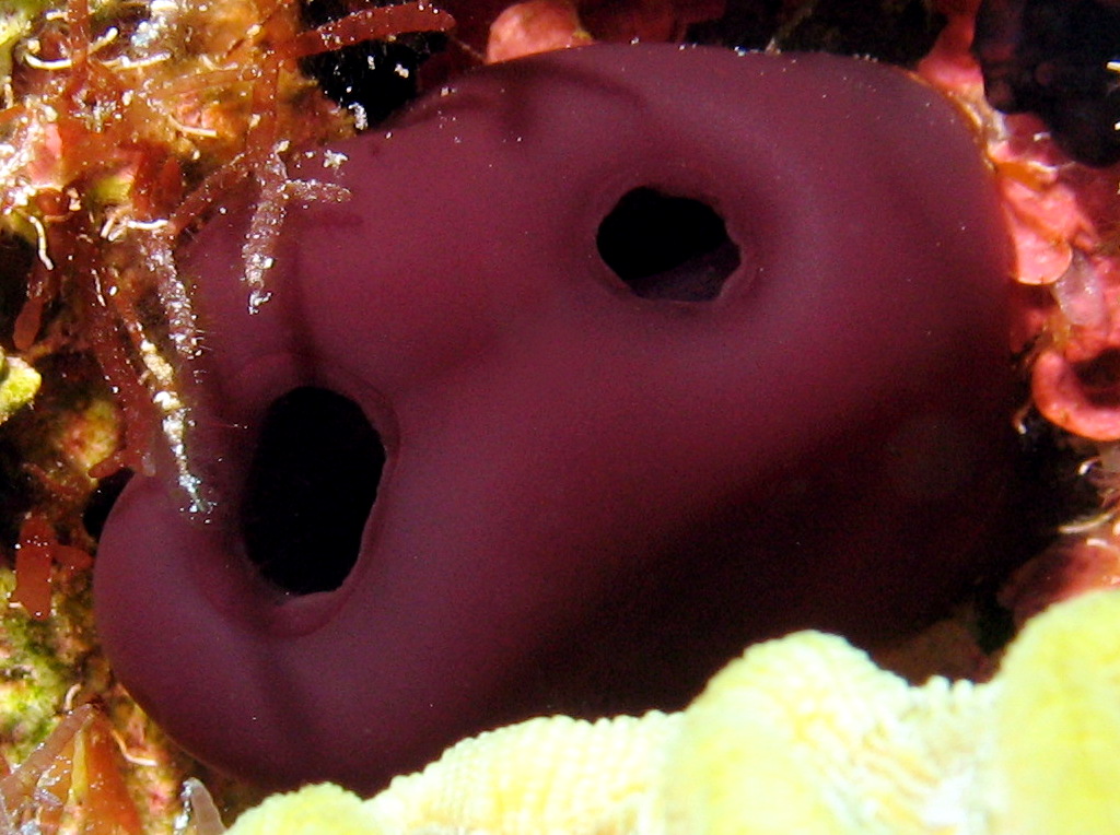 Reef Tunicate - Rhopalaea abdminalis