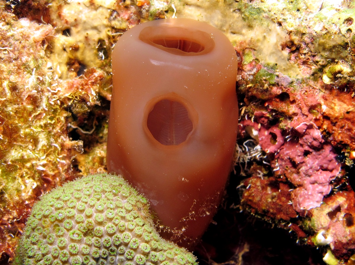 Reef Tunicate - Rhopalaea abdminalis