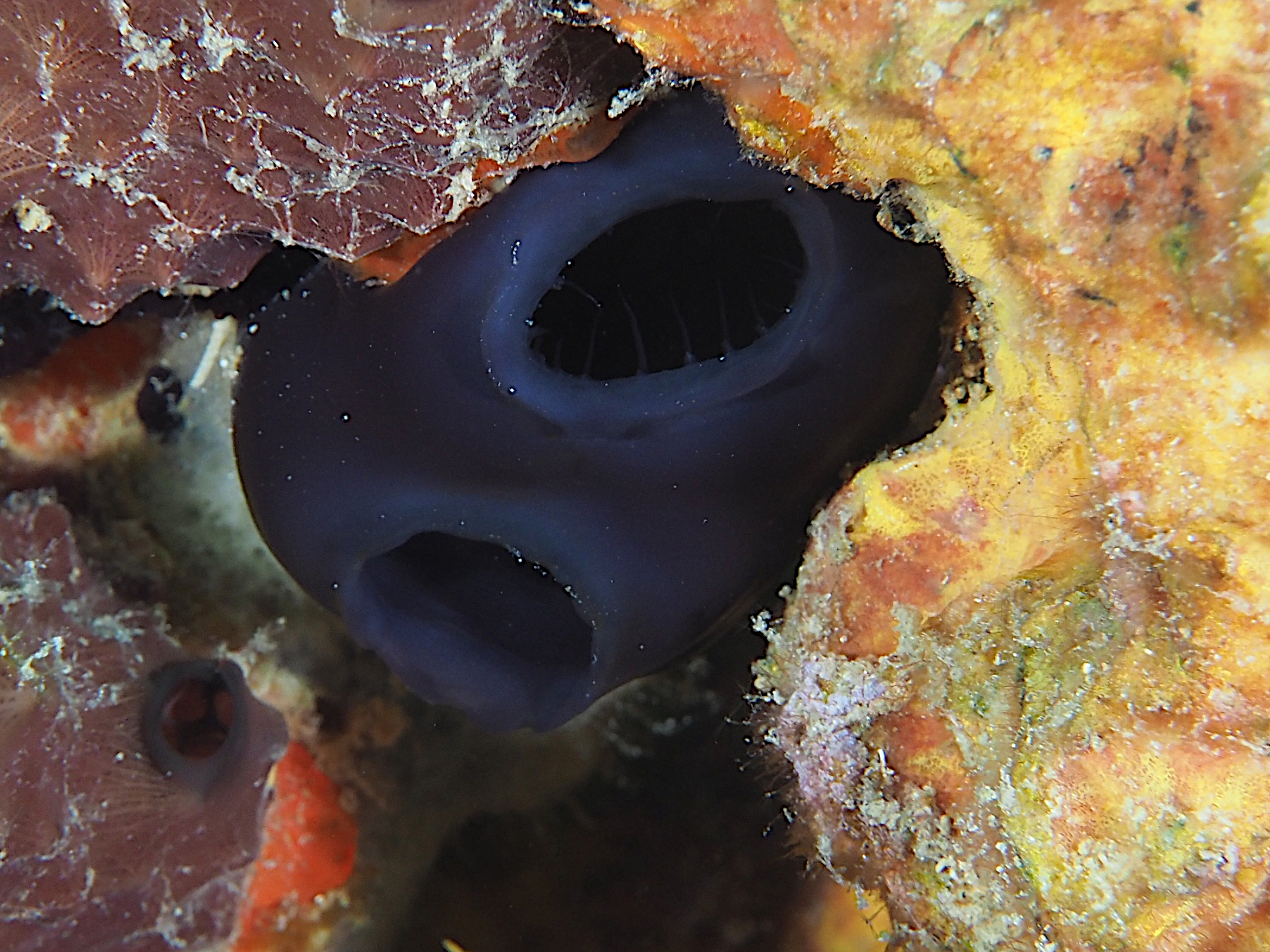 Reef Tunicate - Rhopalaea abdominalis