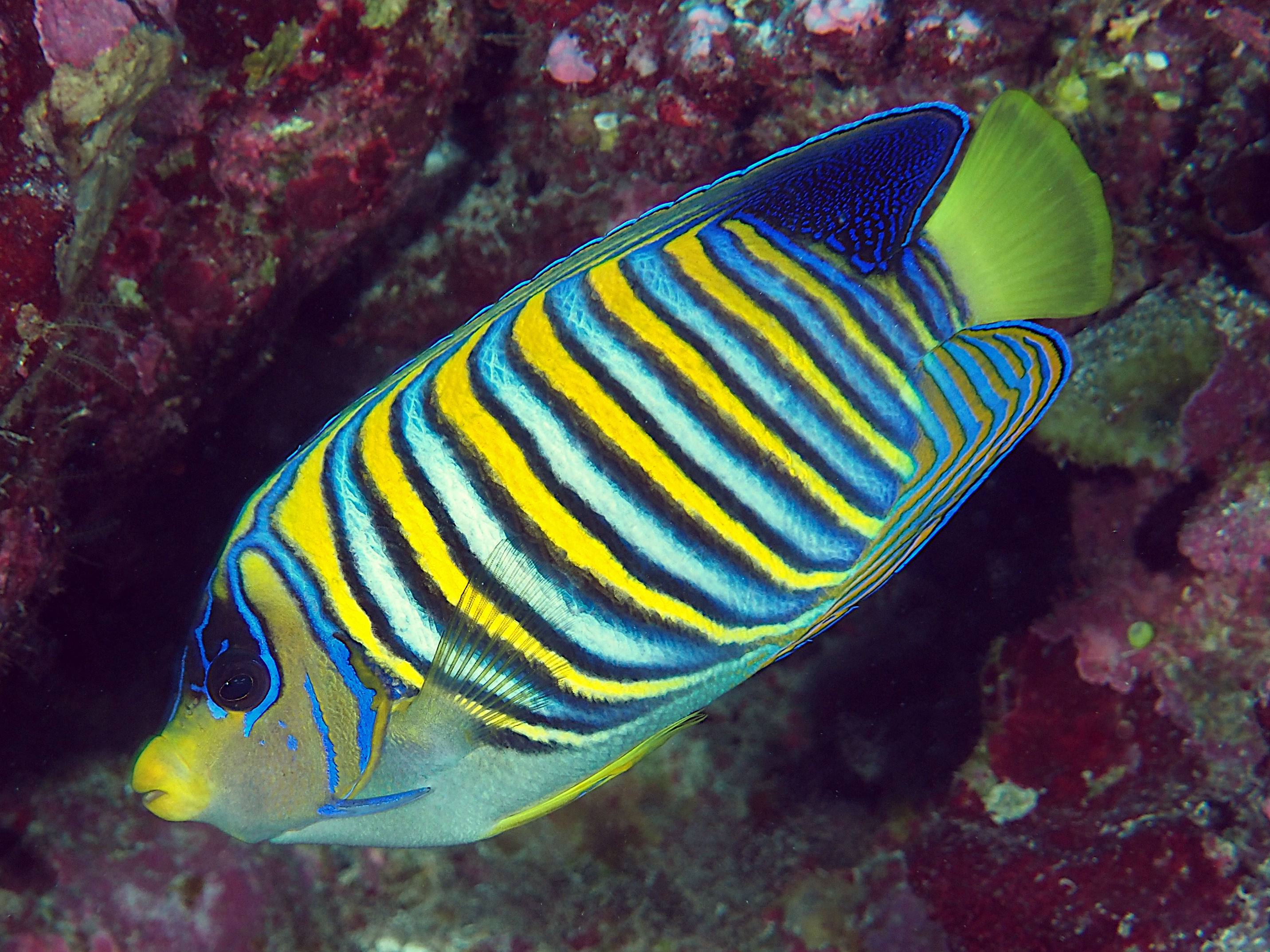 Regal Angelfish - Pygoplites diacanthus