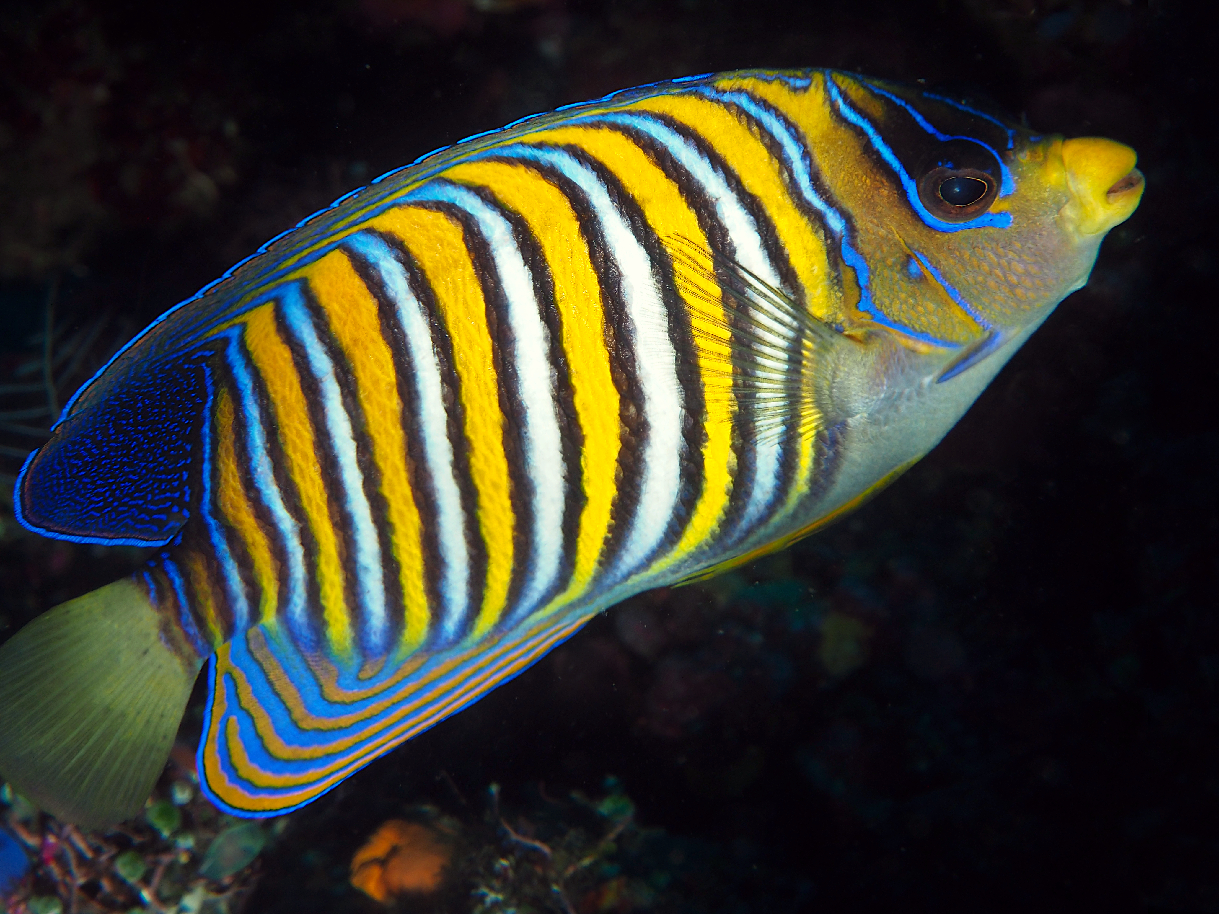 Regal Angelfish - Pygoplites diacanthus