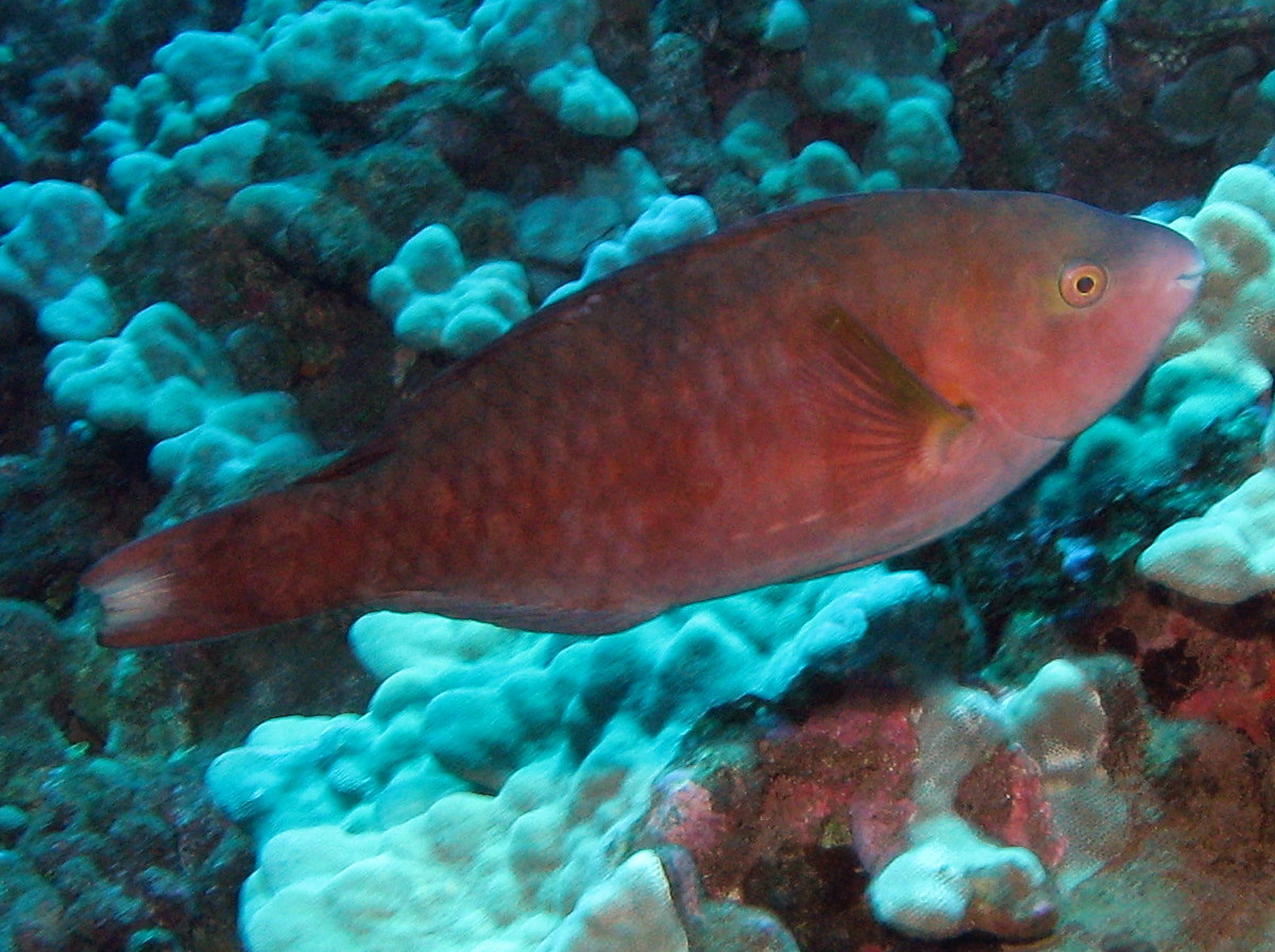 Regal Parrotfish - Scarus dubius
