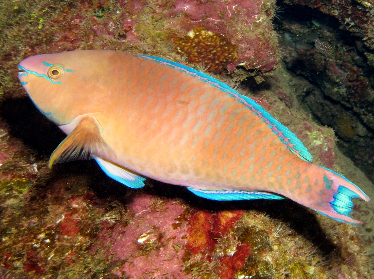 Regal Parrotfish - Scarus dubius