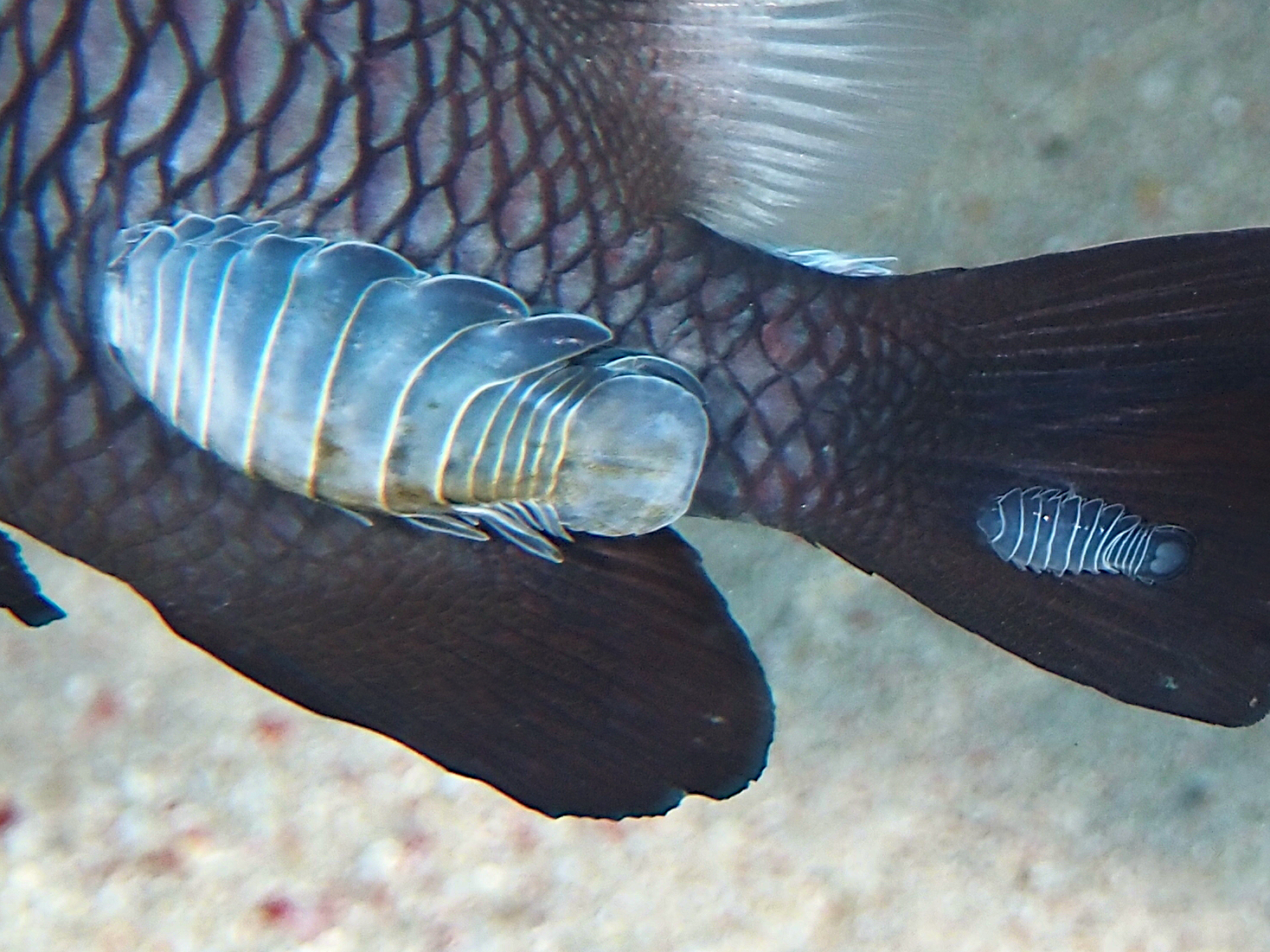 Damselfish Isopod - Renocila ovata