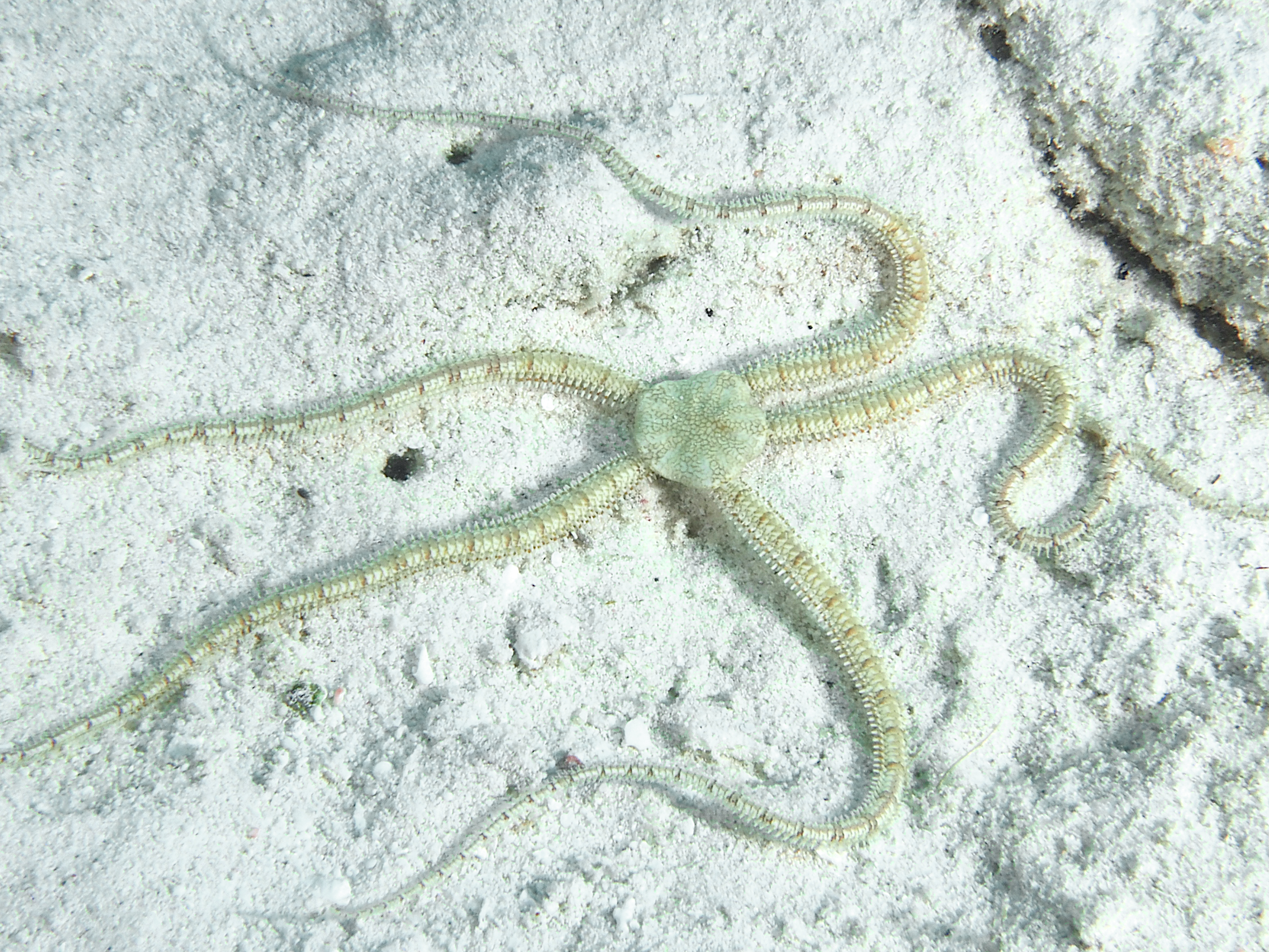 Reticulated Brittle Star - Ophionereis reticulata