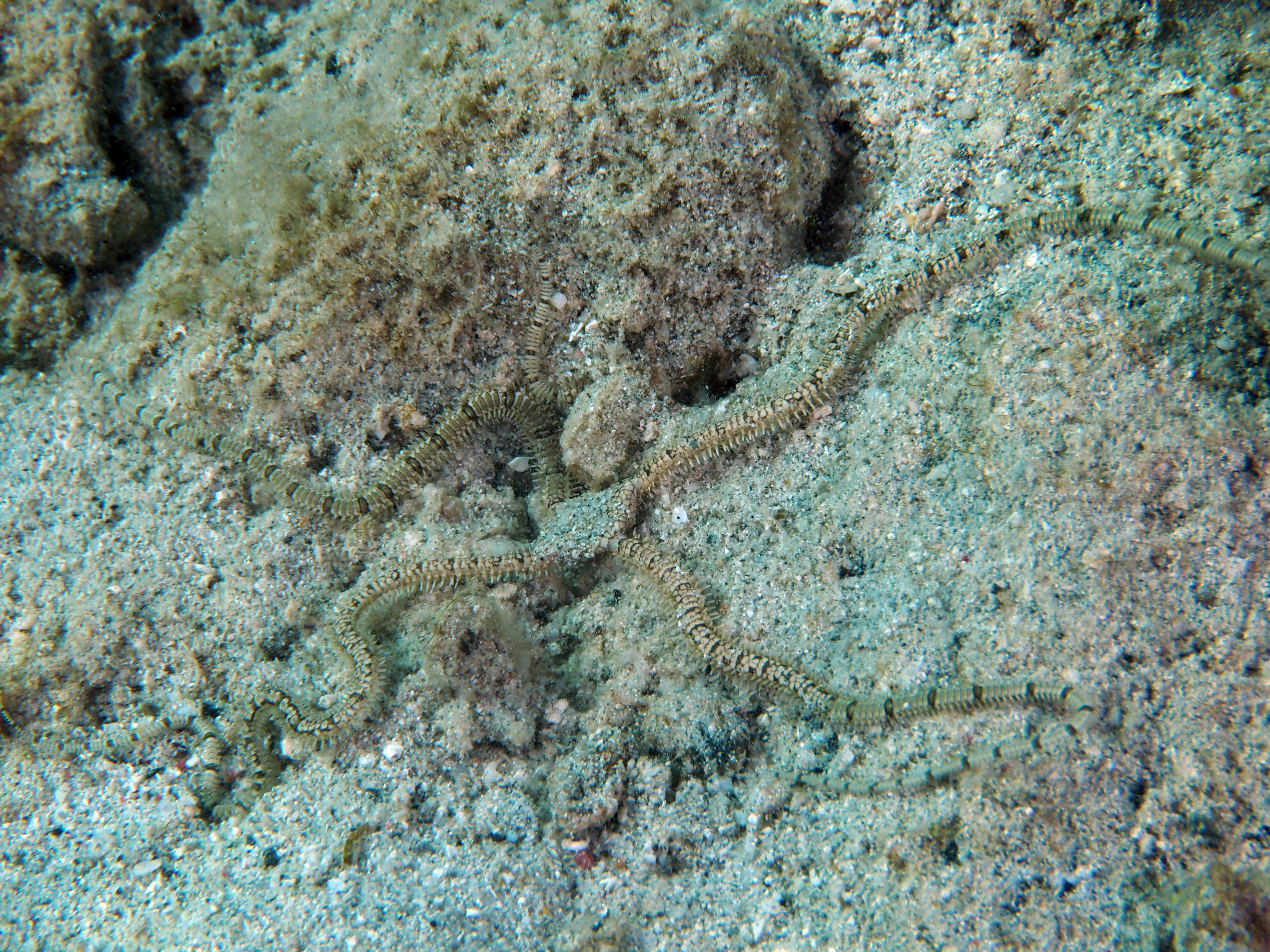 Reticulated Brittle Star - Ophionereis reticulata