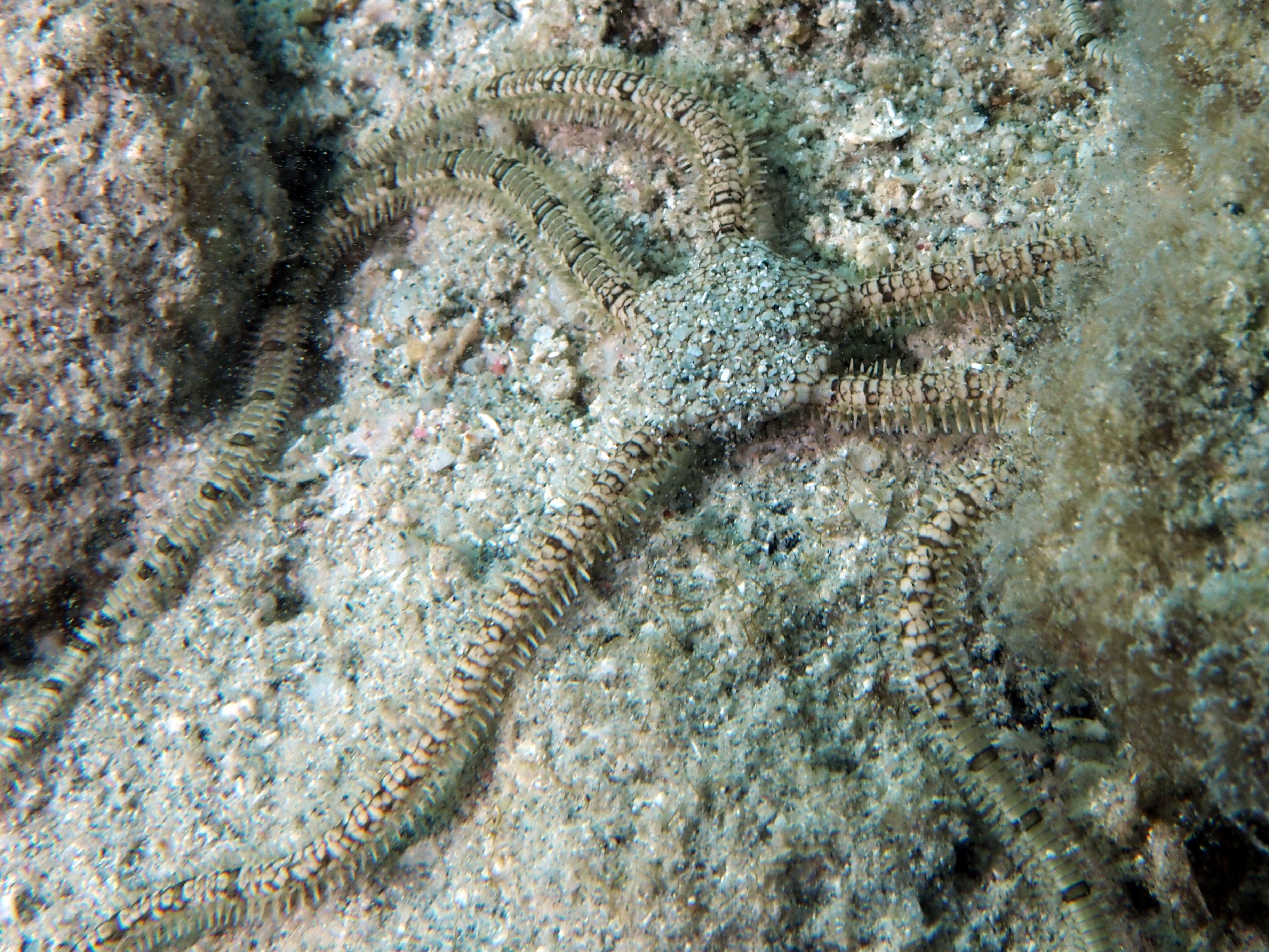 Reticulated Brittle Star - Ophionereis reticulata