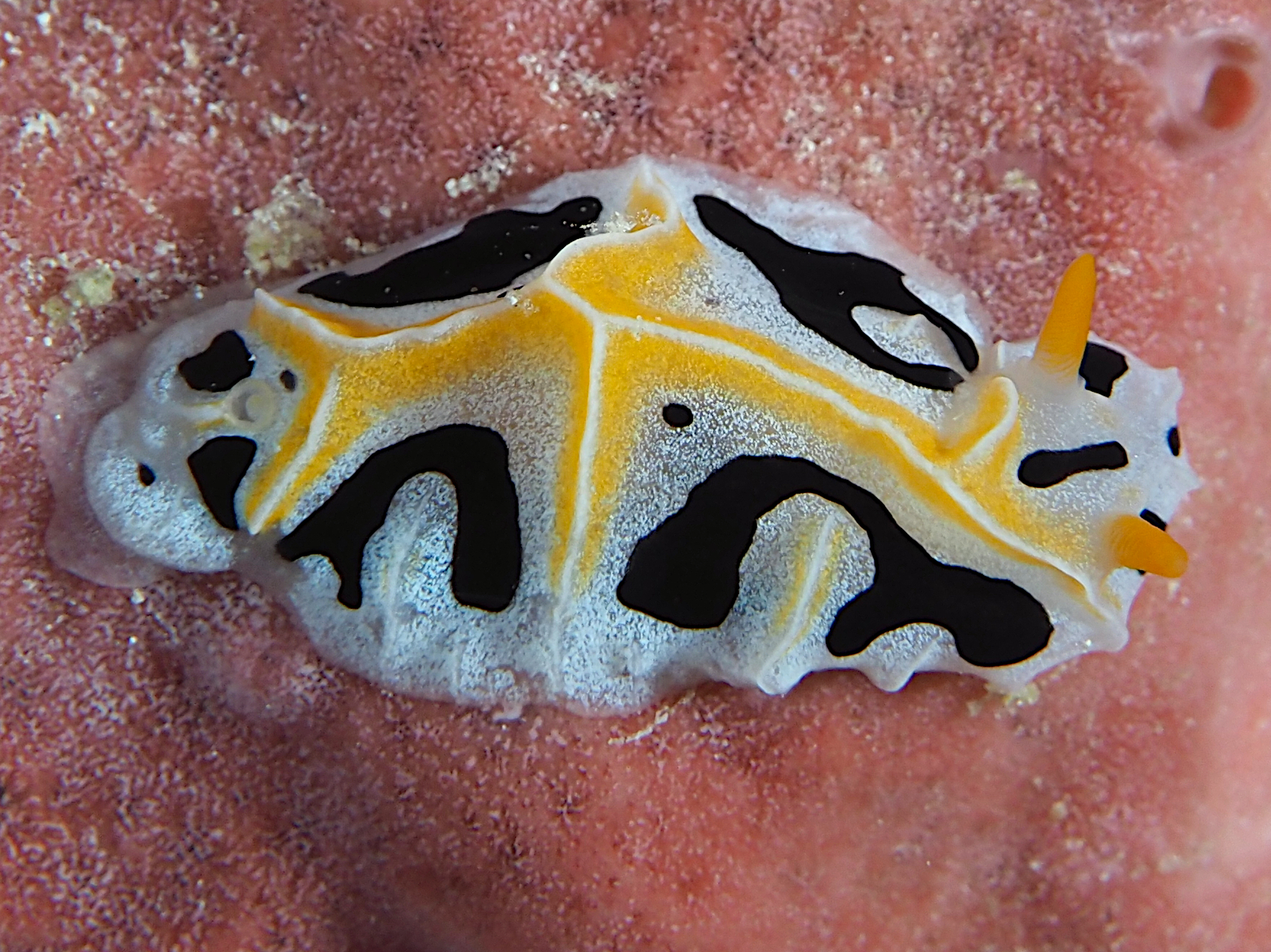 Mushroom Coral Reticulidia - Reticulidia fungia