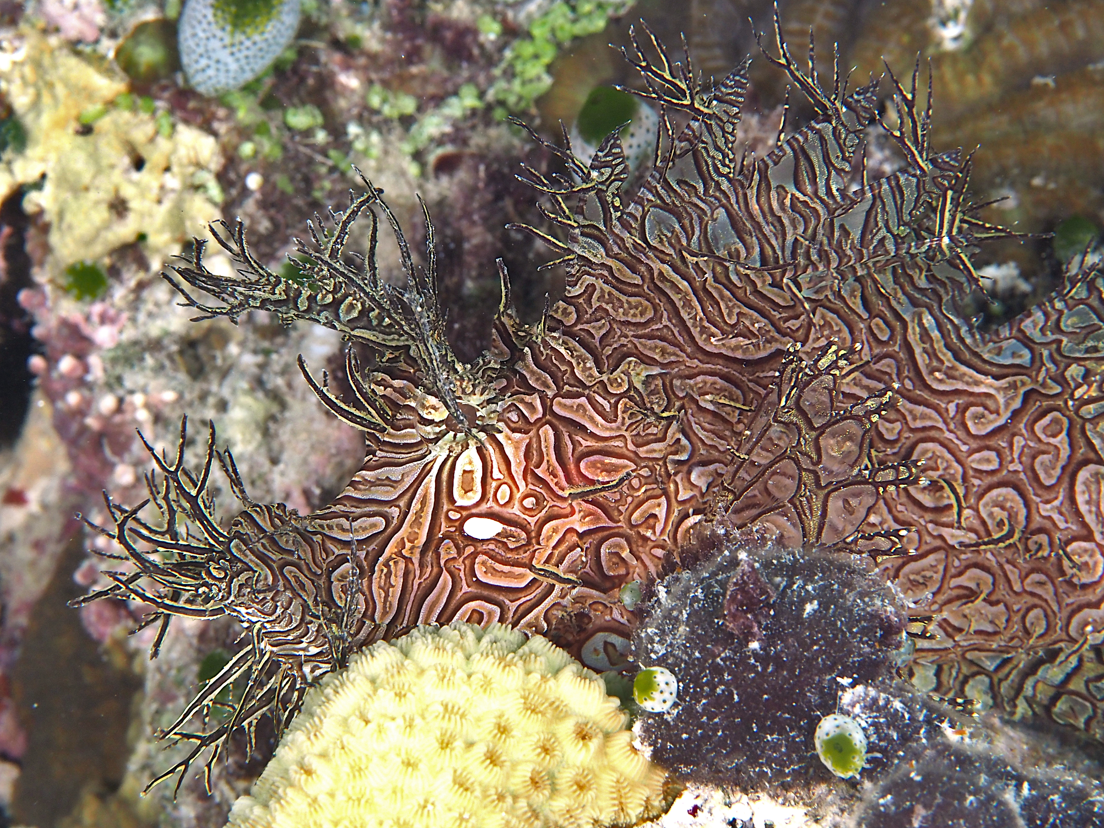 Lacy Scorpionfish - Rhinopias aphanes