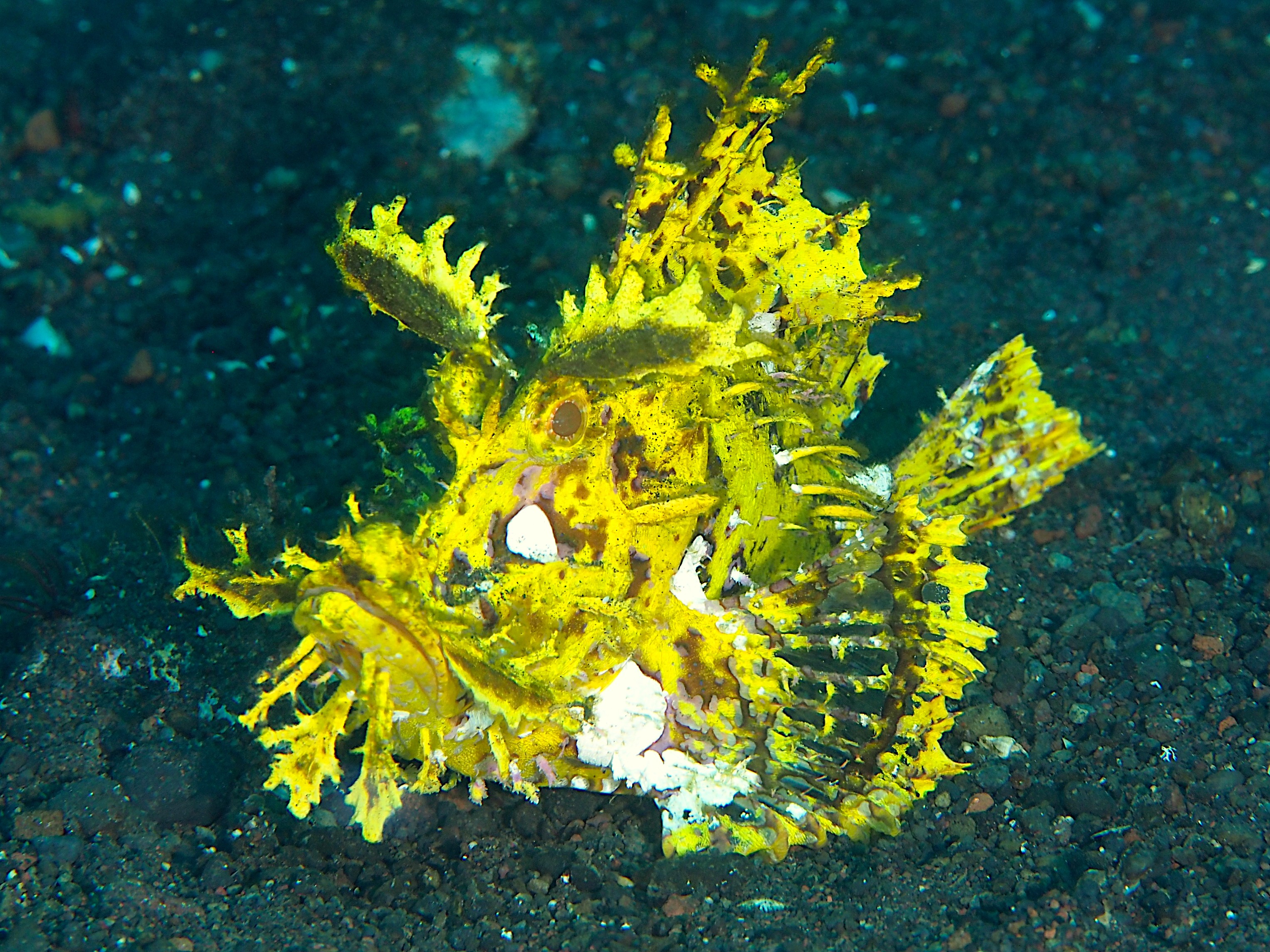 Weedy Scorpionfish - Rhinopias frondosa