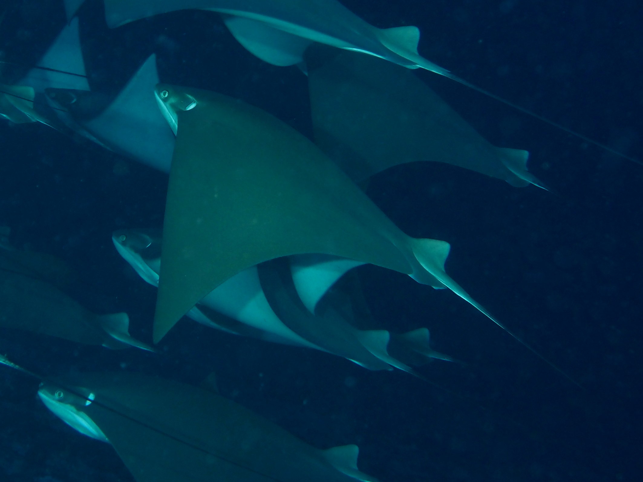 Javanese Cownose Ray - Rhinoptera javanica - Bali, Indonesia