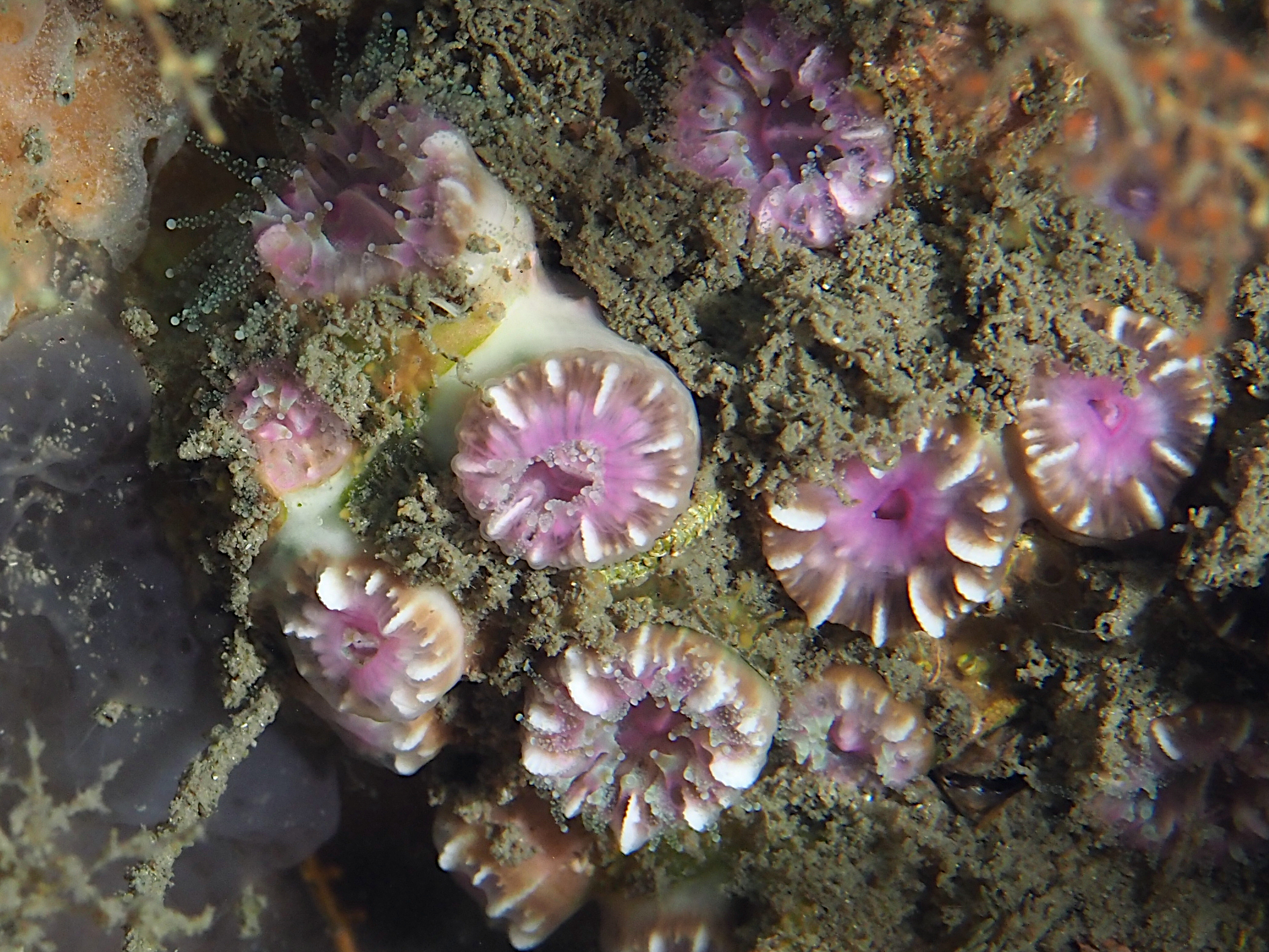 Speckled Cup Coral - Rhizosmilia maculata - Palm Beach, Florida
