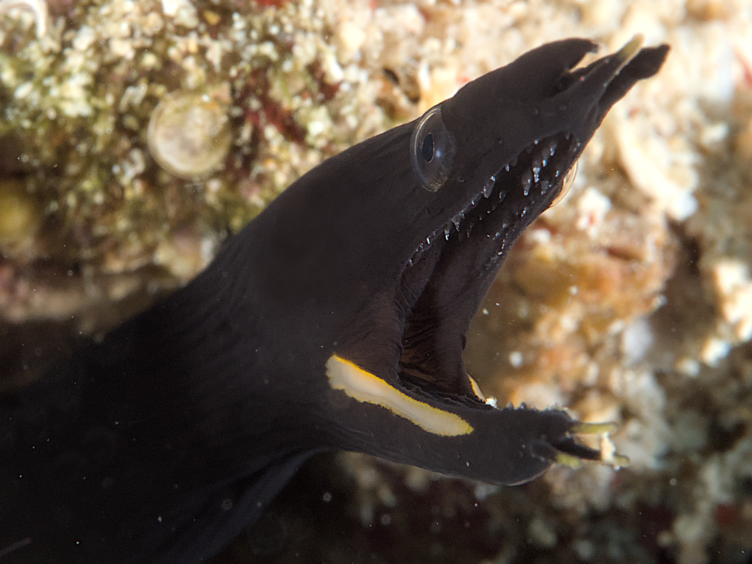 Ribbon Moray Eel - Rhinomuraena quaesita