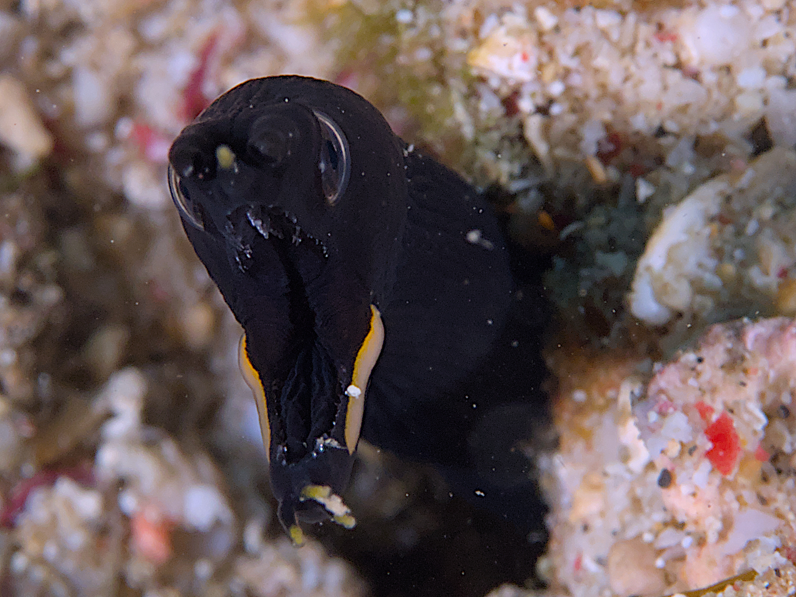 Ribbon Moray Eel - Rhinomuraena quaesita