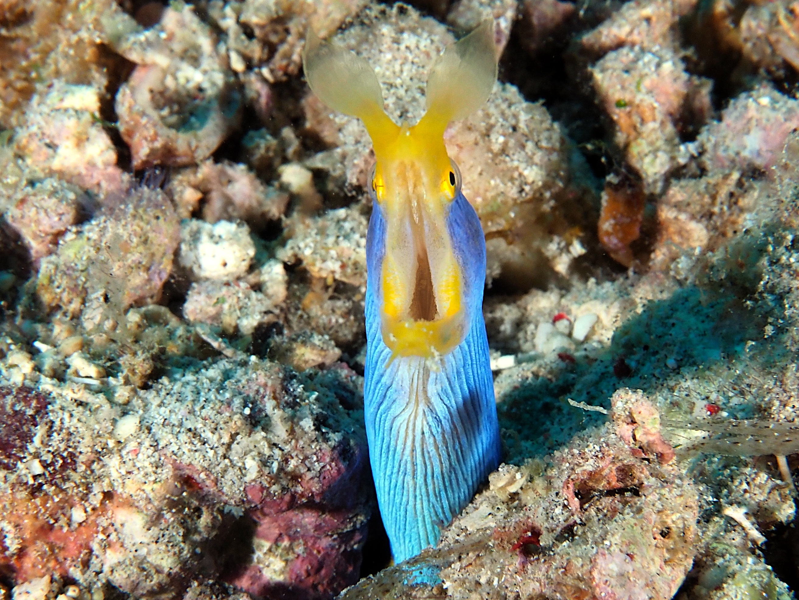 Ribbon Moray Eel - Rhinomuraena quaesita