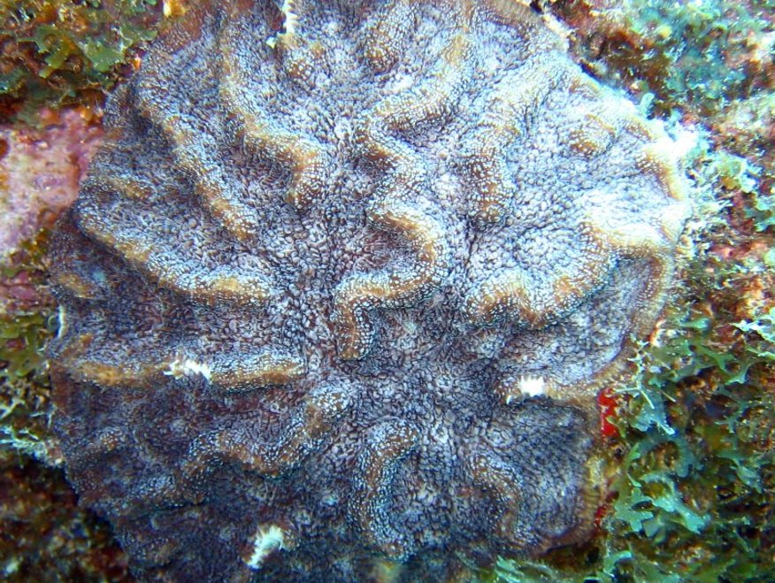 Ridged Cactus Coral - Mycetophyllia lamarckiana