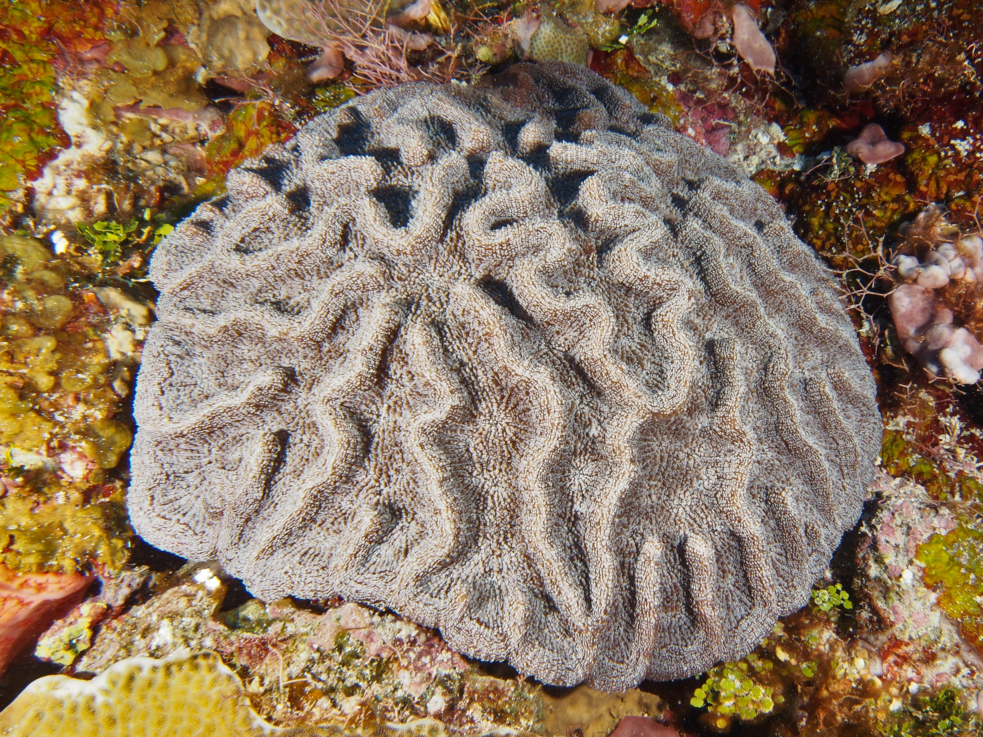 Ridged Cactus Coral - Mycetophyllia lamarckiana