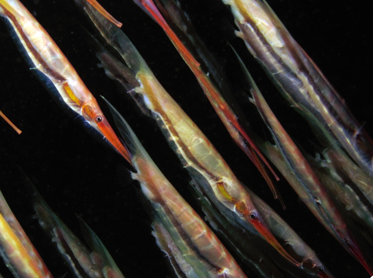 Rigid Shrimpfish - Centriscus scutatus