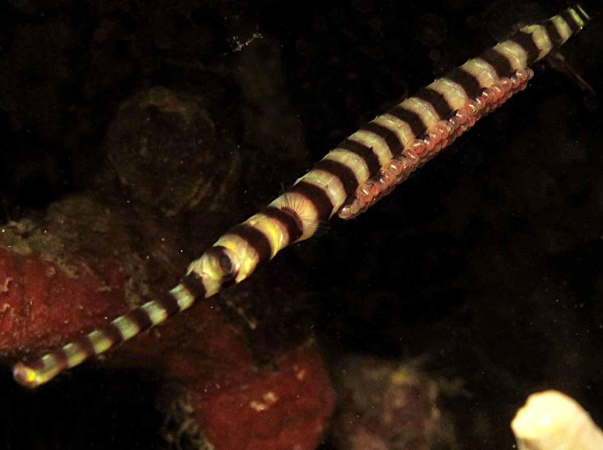 Ringed Pipefish - Doryrhamphus dactyliophorus