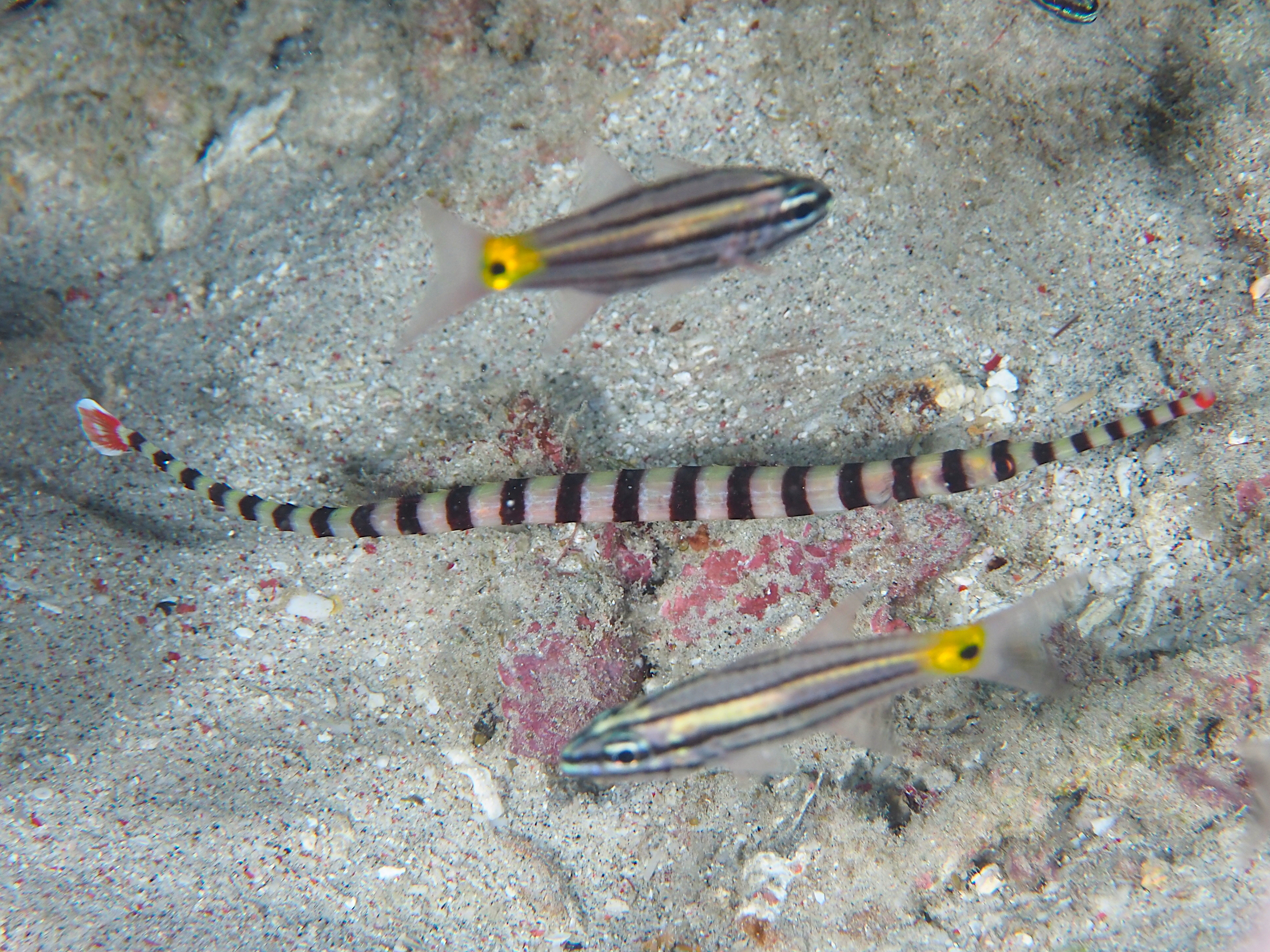 Ringed Pipefish - Dunckerocampus dactyliophorus
