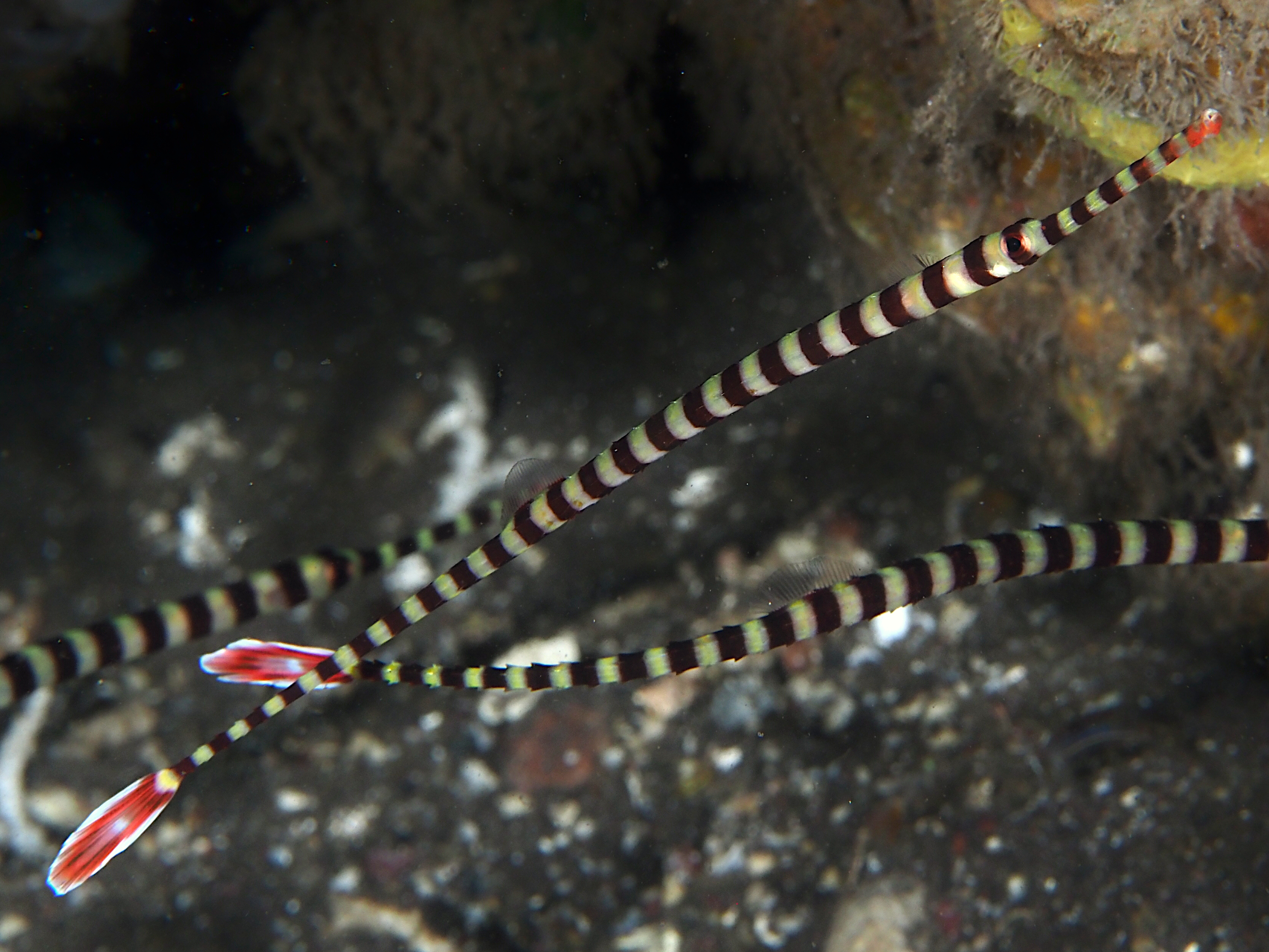 Ringed Pipefish - Dunckerocampus dactyliophorus