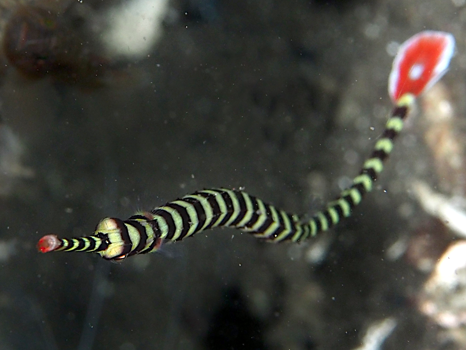 Ringed Pipefish - Dunckerocampus dactyliophorus
