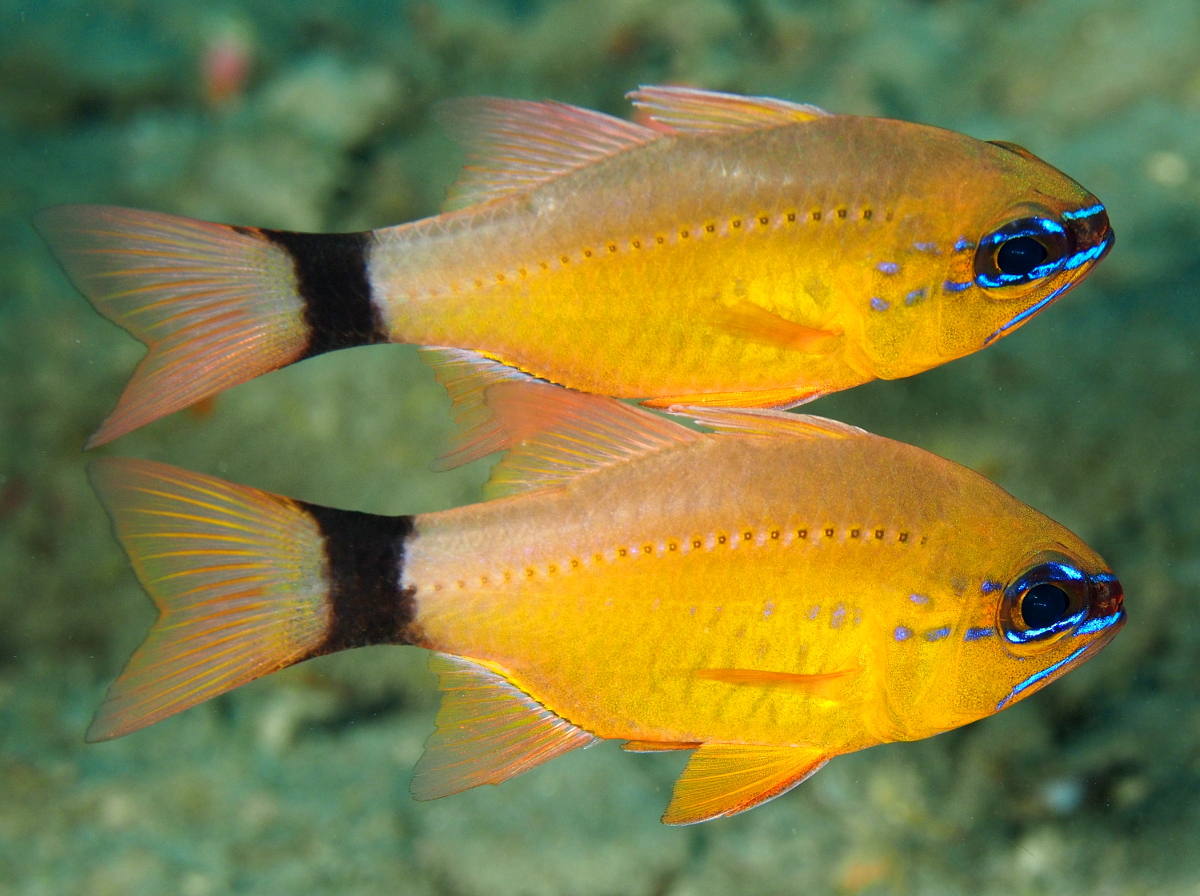 Ring-Tailed Cardinalfish - Ostorhinchus aureus
