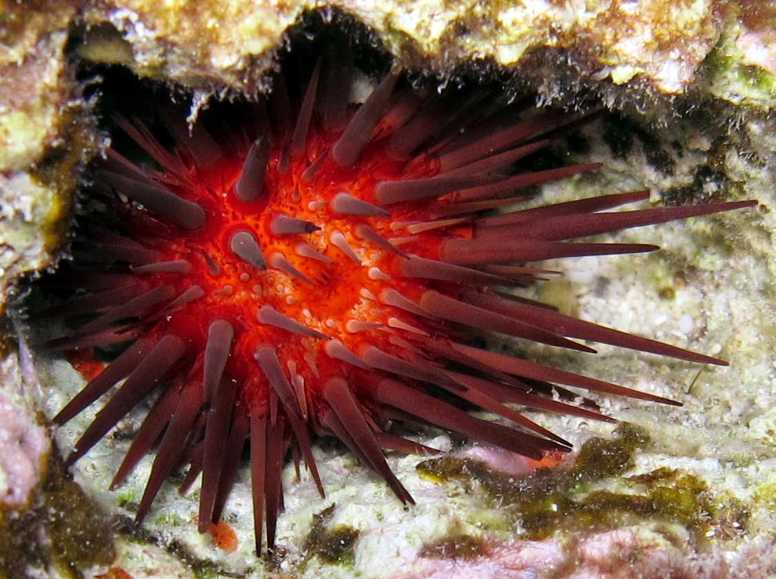 Rock-Boring Urchin - Echinometra lucunter