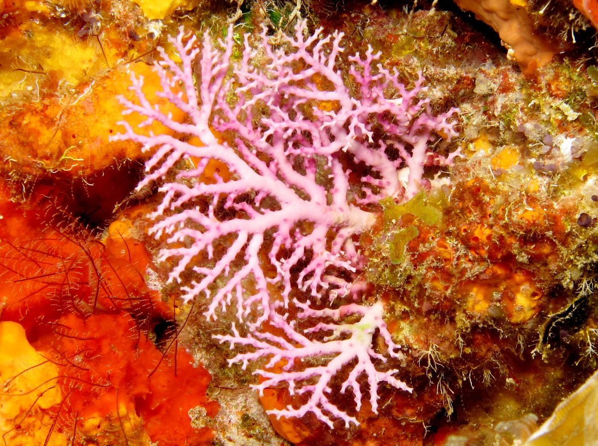 Rose Lace Coral - Stylaster roseus