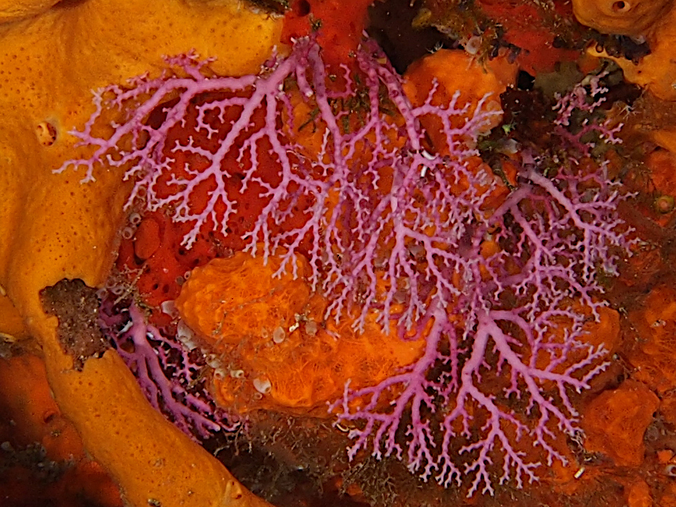 Rose Lace Coral - Stylaster roseus