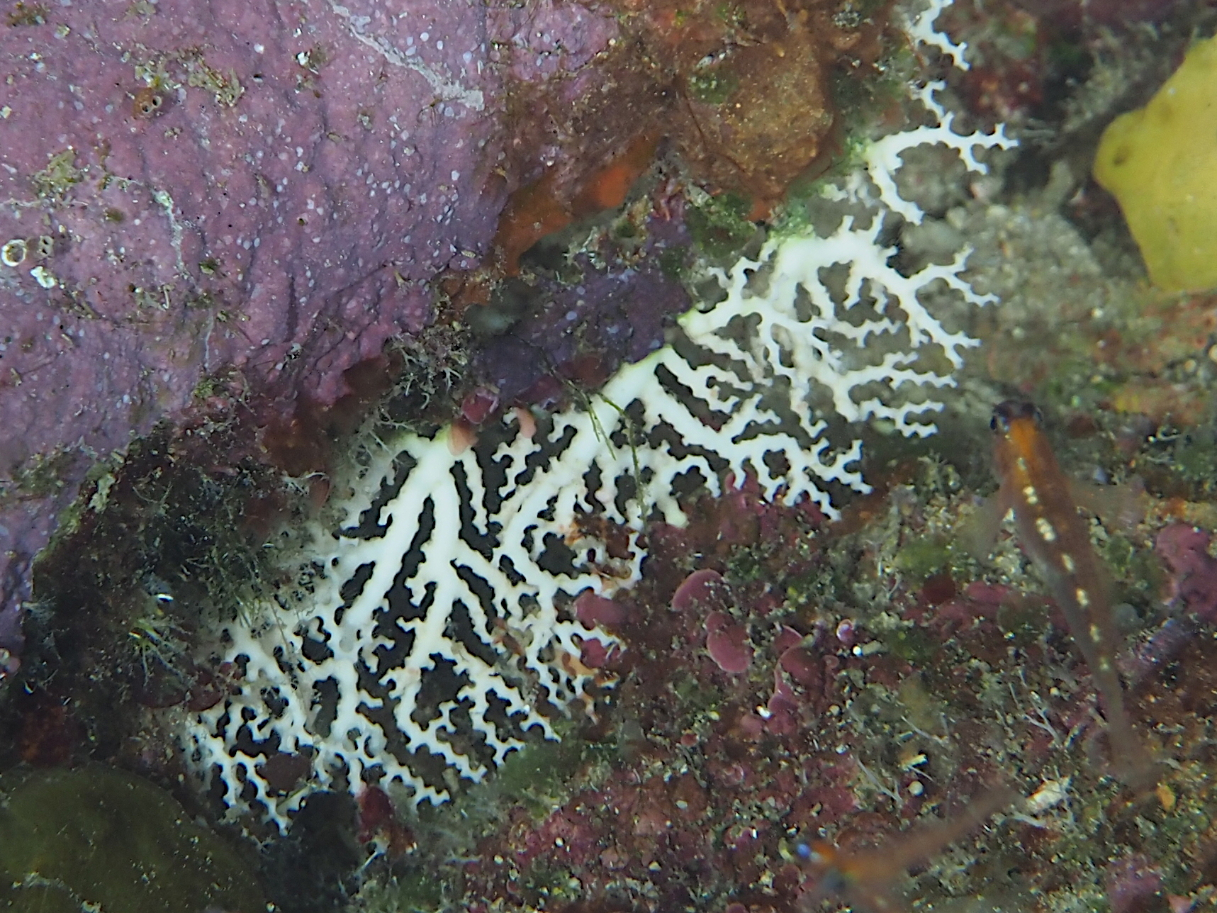 Rose Lace Coral - Stylaster roseus