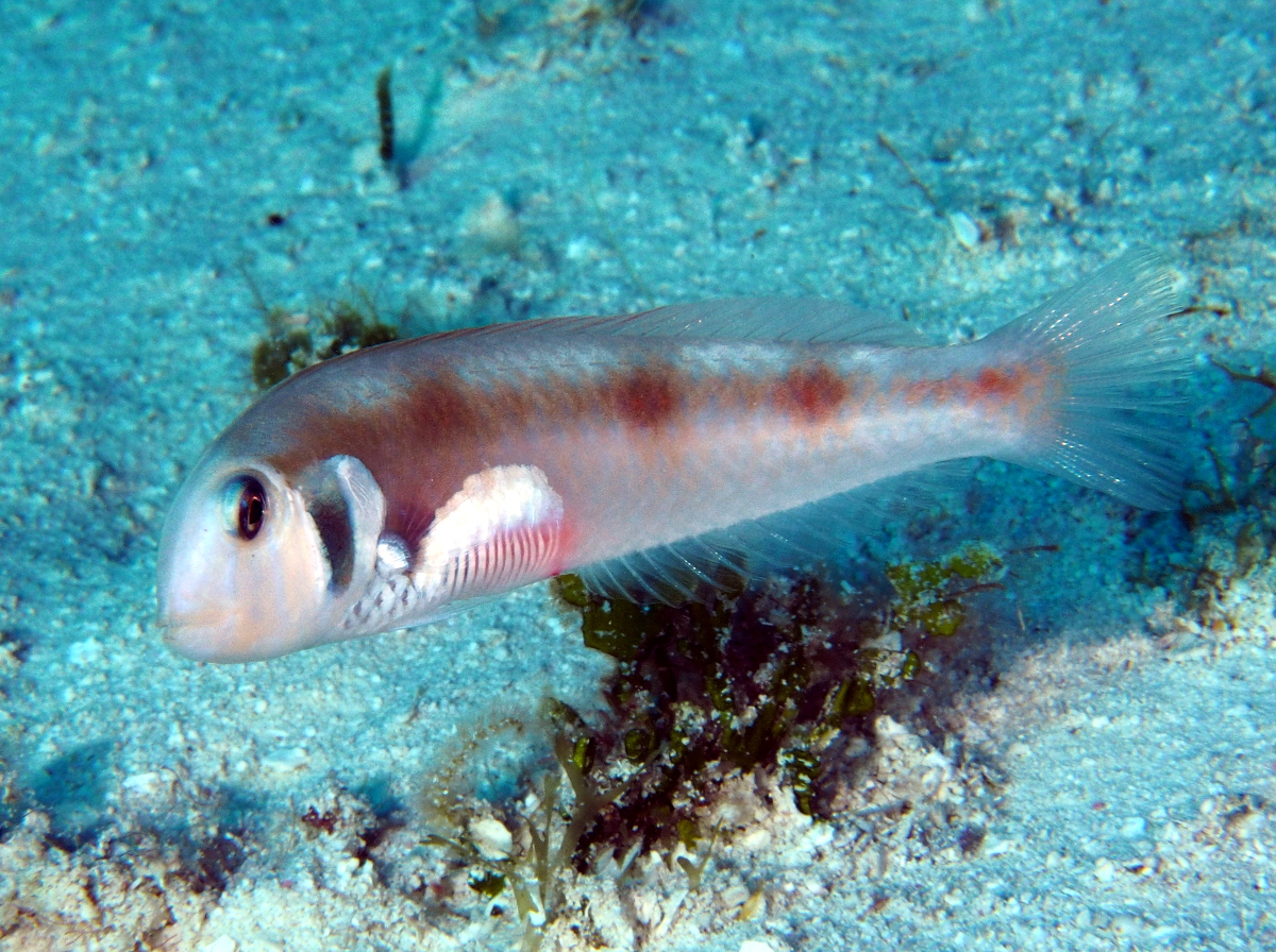Rosy Razorfish - Xyrichtys martinicensis