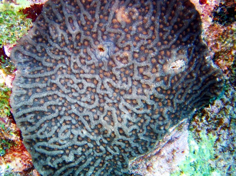 Rough Cactus Coral - Mycetophyllia ferox - Key Largo, Florida