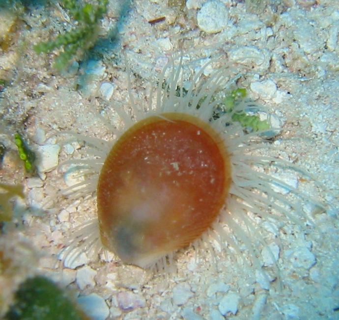 Rough Fileclam - Ctenoides scabra