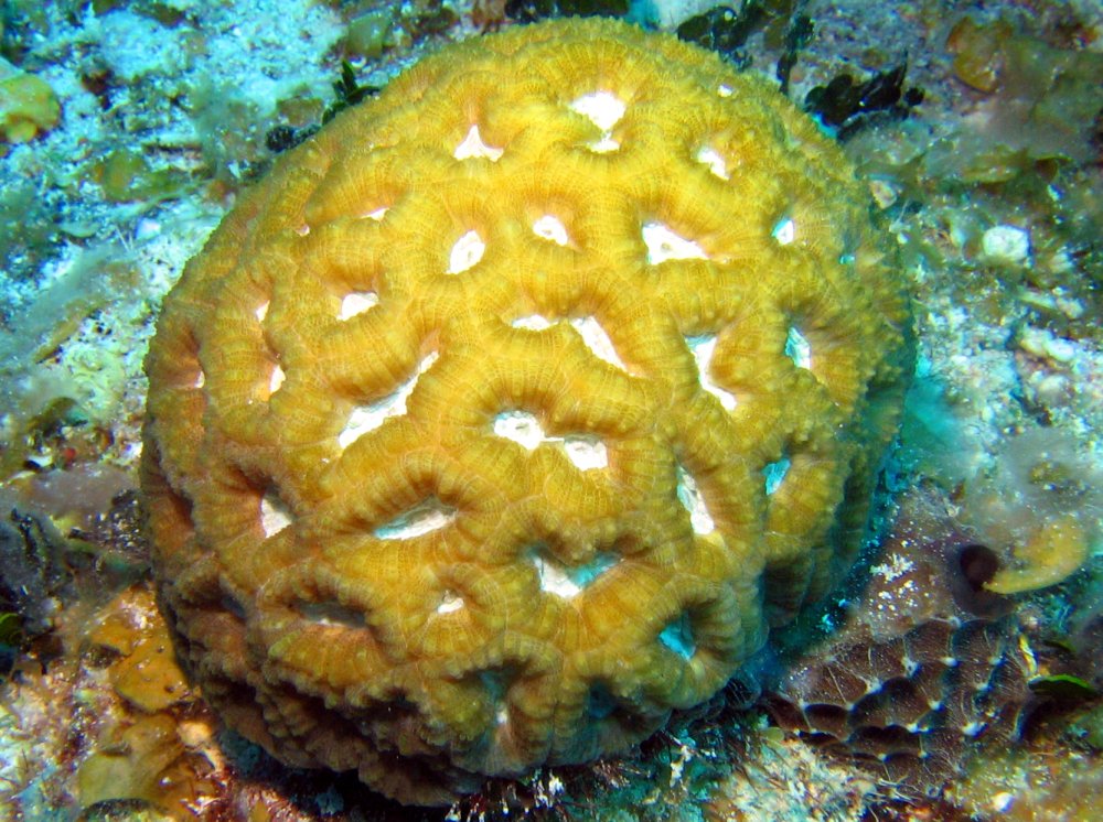Rough Star Coral - Isophyllia rigida